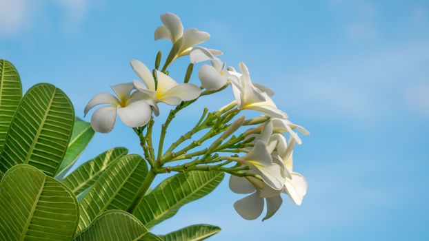 Plumeria flower on clear blue sky background