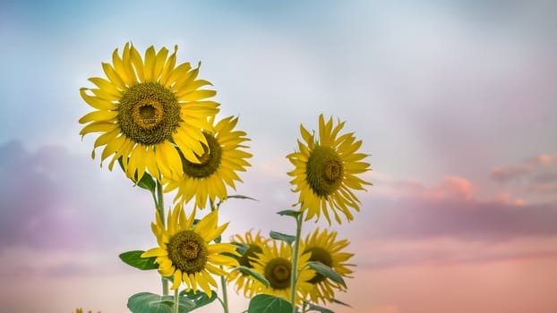 Close up of sunflower against a field