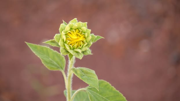 the closeup of beautiful yellow sunflower bud