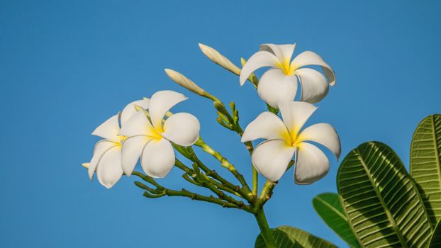 Plumeria flower on clear blue sky background