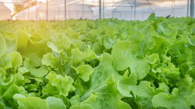 Cultivation hydroponic green vegetable in farm plant market