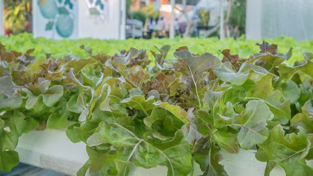 Cultivation hydroponic green vegetable in farm plant market