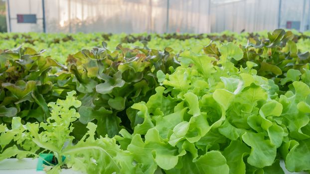 Cultivation hydroponic green vegetable in farm plant market