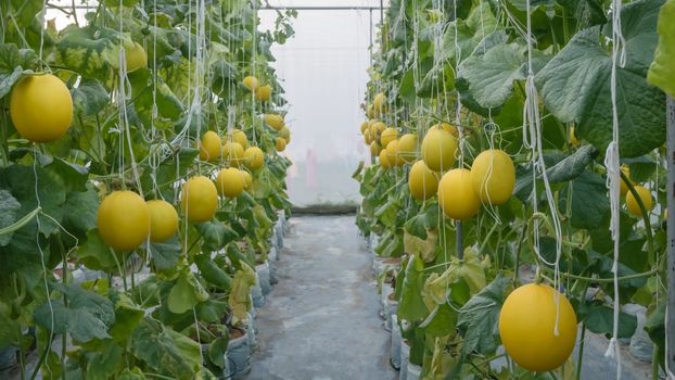 Yellow melon hanging on tree in field
