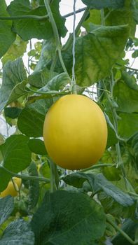 Yellow melon hanging on tree in field