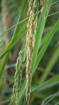 close up of yellow green rice field