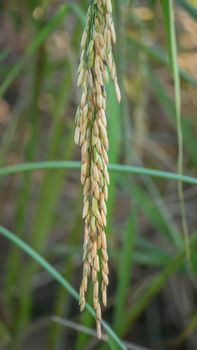 close up of yellow green rice field