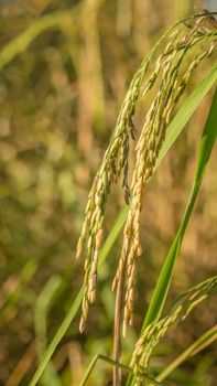 close up of yellow green rice field