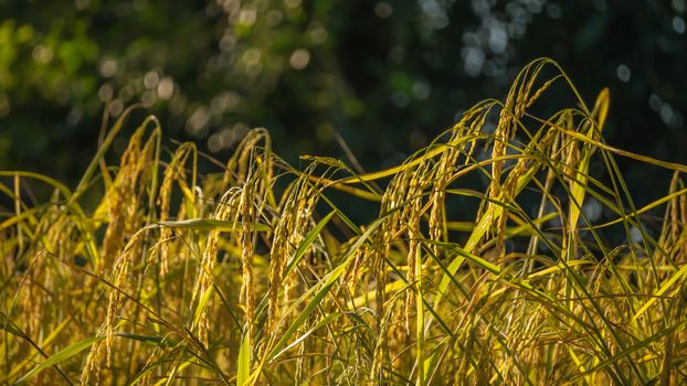 close up of yellow green rice field