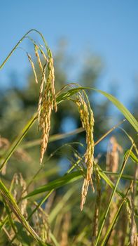 close up of yellow green rice field