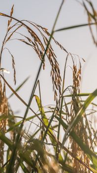 close up of yellow green rice field