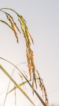 close up of yellow green rice field