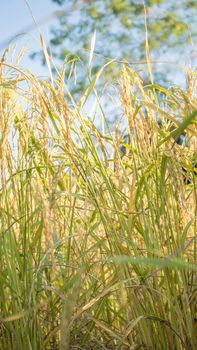 close up of yellow green rice field