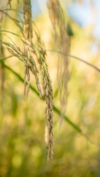 close up of yellow green rice field
