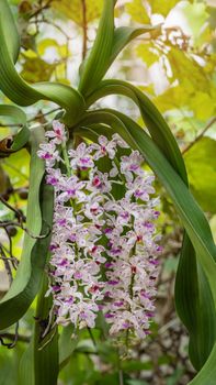 pink orchid -  Rhynchostylis gigantea blooming on garden