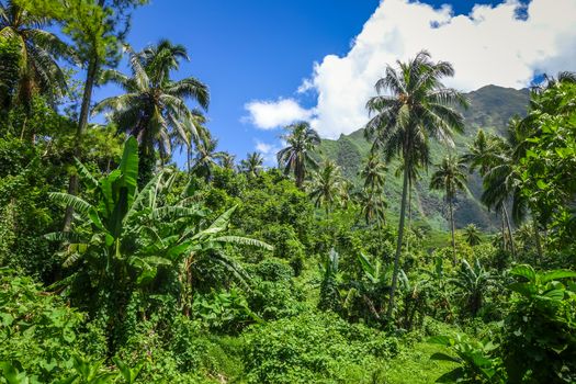 Moorea island jungle and mountains landscape view. French Polynesia