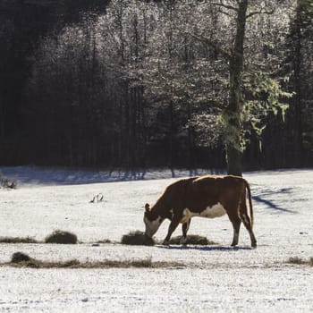 A cow on a snow near a forest