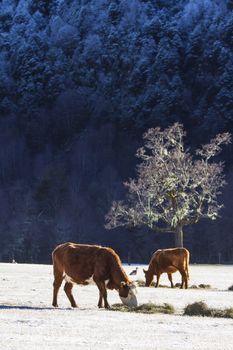 Two cows on a snow near a forest