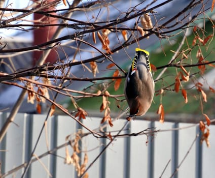 Waxwing hanging on a branch of mountain ash red on blurred background