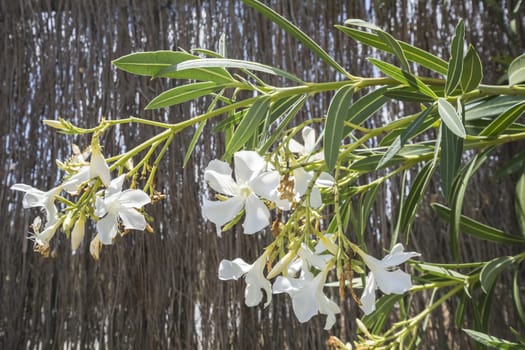 Flowering adelfas in a garden