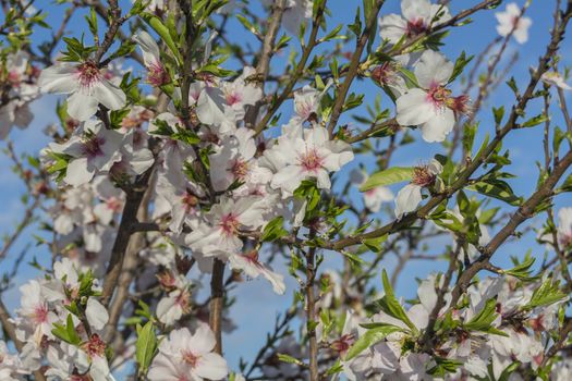 Almond bloom in spring, in a sunny day