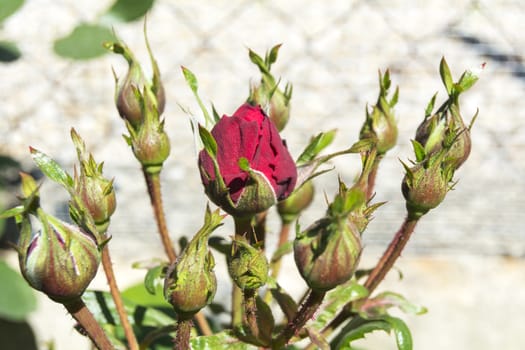 Red rose buds