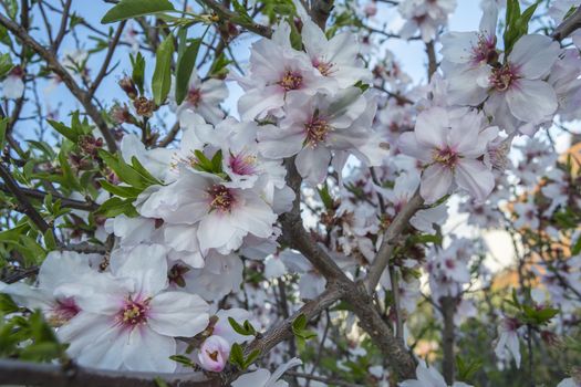 Blossoming cherry tree in spring, in a sunny day