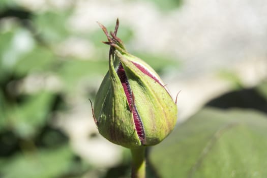 Red rose bud flower