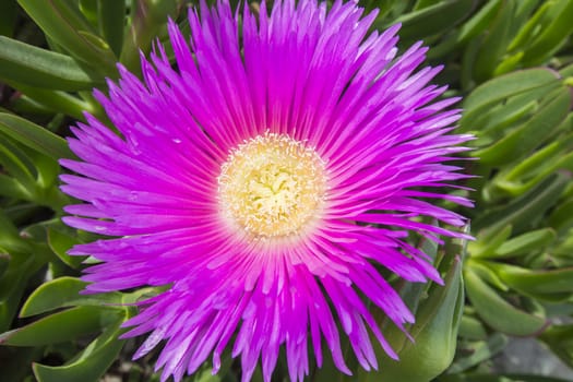 Carpobrotus edulis (Hottentot-fig, ice plant, highway ice plant or pigface)
