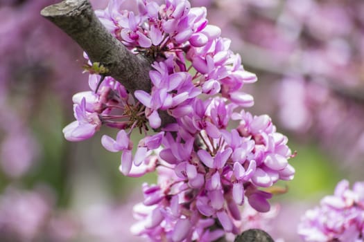 Judas tree flower (Cercis siliquastrum)