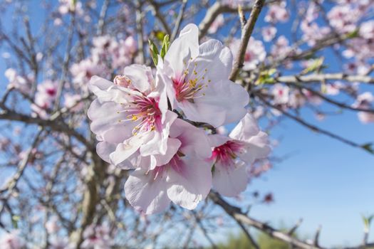 Almond bloom in spring, in a sunny day