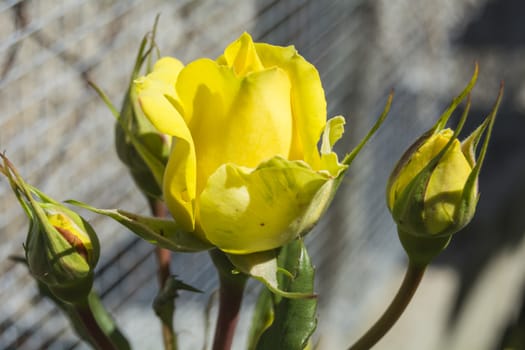 Yellow rose buds