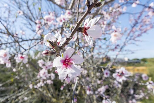 Blossoming cherry tree in spring, in a sunny day