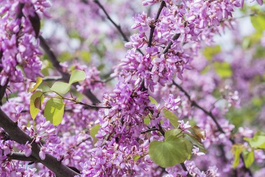 Judas tree flower (Cercis siliquastrum)