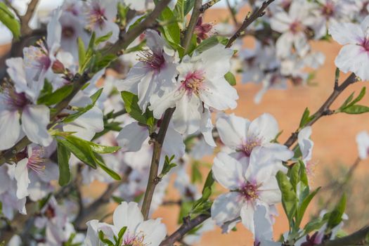 Blossoming cherry tree in spring, in a sunny day