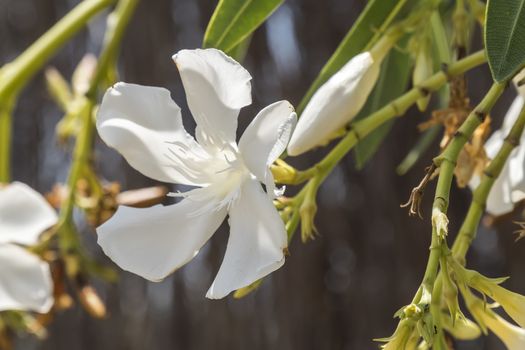 Nerium oleander  is an evergreen shrub or small tree in the dogbane family Apocynaceae