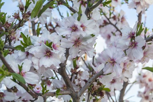 Almond bloom in spring, in a sunny day
