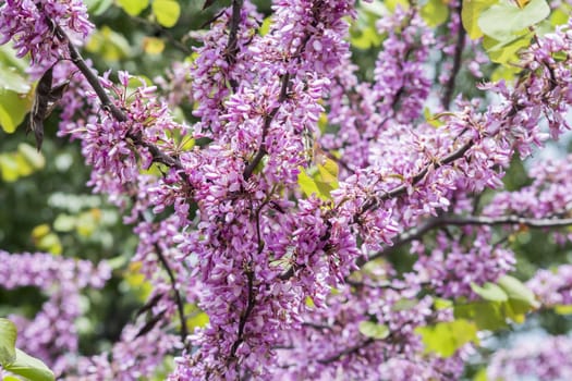 Judas tree flower (Cercis siliquastrum)