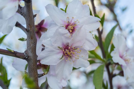Almond bloom in spring, in a sunny day