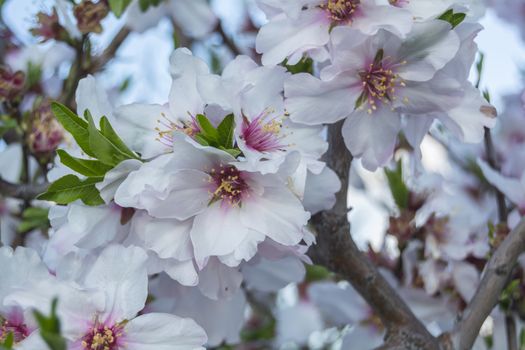 Blossoming cherry tree in spring, in a sunny day