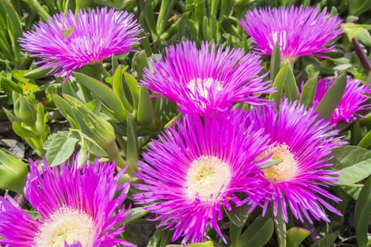 Carpobrotus edulis (Hottentot-fig, ice plant, highway ice plant or pigface)