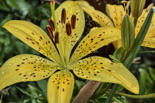 Yellow lily wet flower