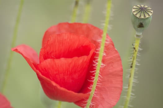 Poppies on the field, Papaver rhoeas 