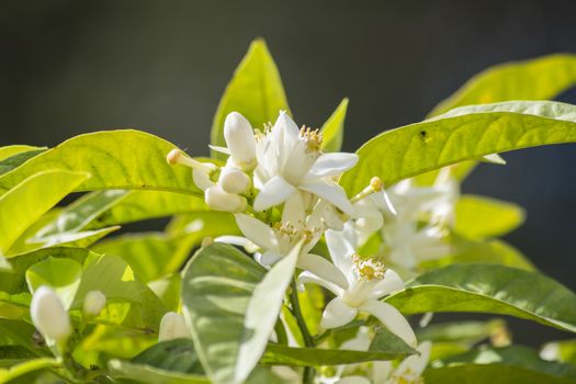 Orange blossoms in spring