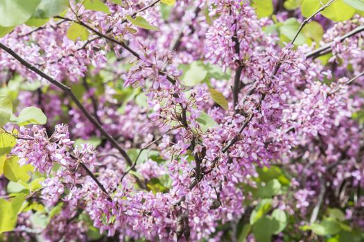 Judas tree flower (Cercis siliquastrum)