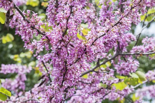 Judas tree flower (Cercis siliquastrum)