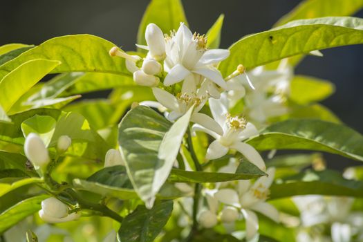 Orange blossoms in spring