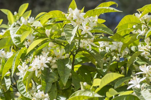 Orange blossoms in spring