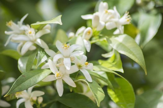 Orange blossoms in spring