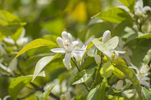 Orange blossoms in spring